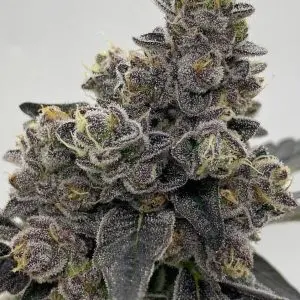 Buy White Cheetoz Strain