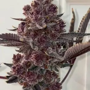kopen tropicana-cherry-strain