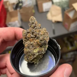Koop Jealousy Strain