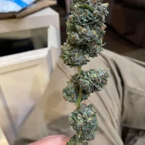 Kopen Pineapple Express Strain