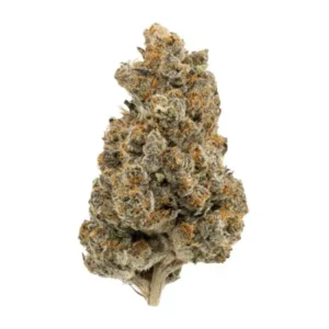 Koop RS 11 Strain