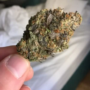 Koop Pink Starburst Strain