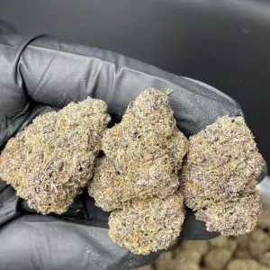 kopen Zaza Strain